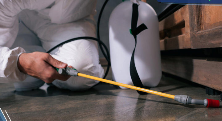 شركة مكافحة حشرات بجدة